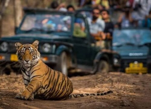 JAIPUR & RANTHAMBORE